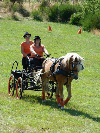 Fête du Haflinger du 16 au 18 Aout 2013 a Ajoux (07) P1170169%2520%2528768x1024%2529