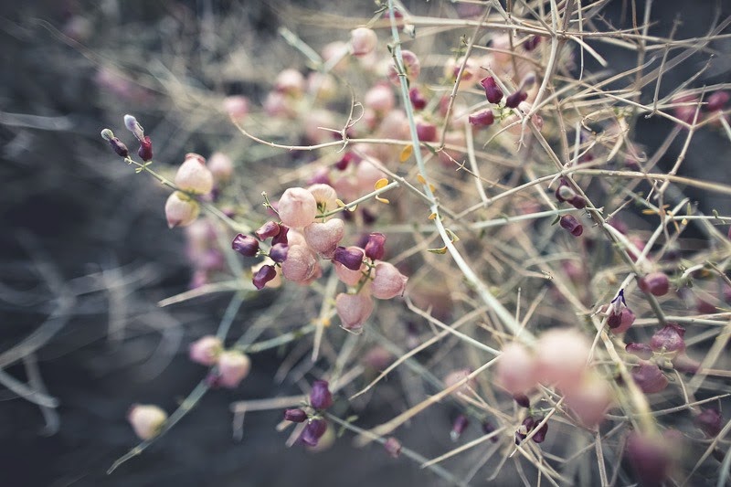 evening in joshua tree-8