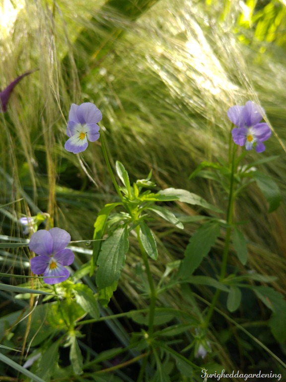 viola cornuta