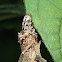 Bag worm or Case moth larva