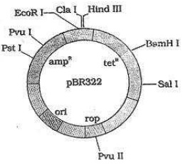 Tools of Recombinant DNA Technology