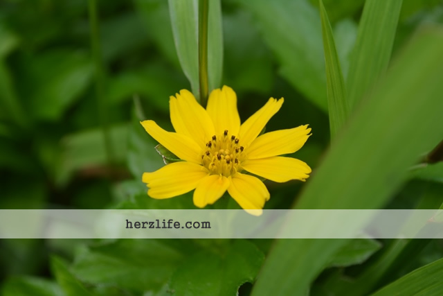 Yellow Flower