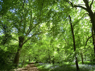 CIMG8095 Staffhurst Wood in spring