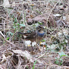 Bluethroat