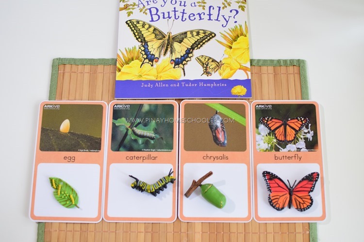 LIFE CYCLE OF A BUTTERFLY