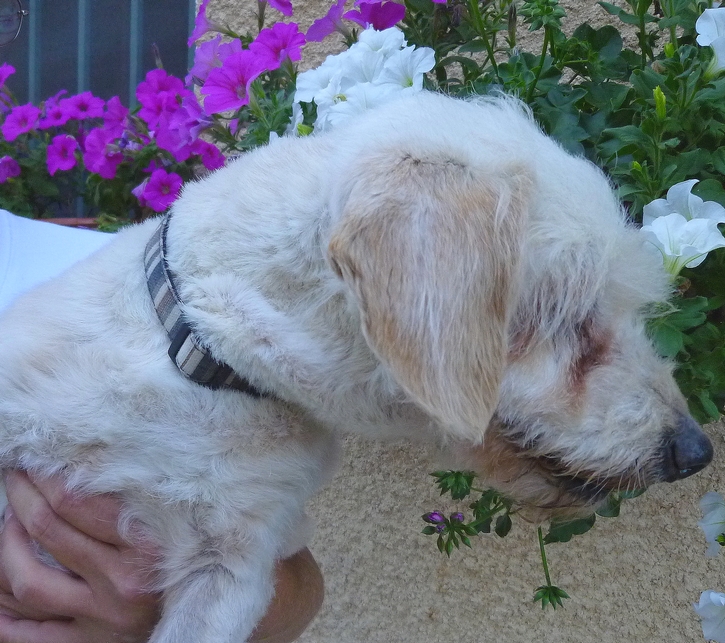 Urgent - OUPS - bichon 15 ans - Refuge de Digne (04) OUPS%252021%252007%25204