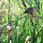 Waxbill