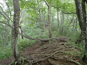 木の根の稜線を進む