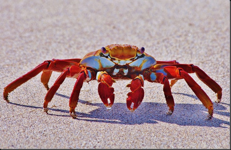 crab