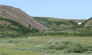 Arctic forests