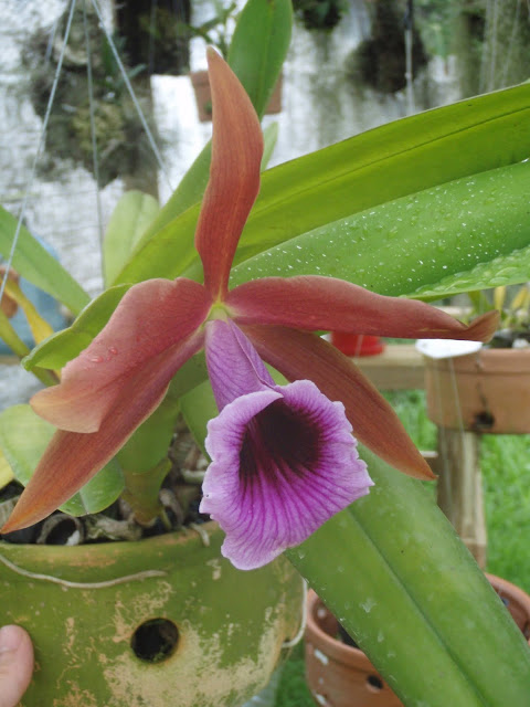 Cattleya (Laelia) tenebrosa P1220600