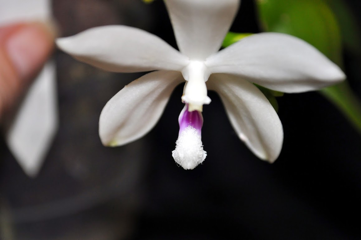 Phalaenopsis tetraspis C#1 DSC_0008