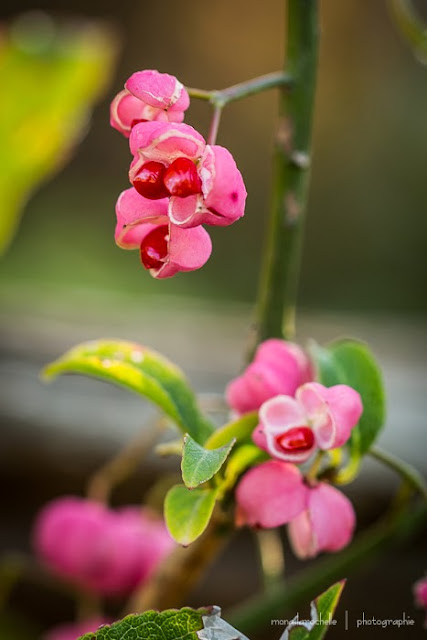 Euonymus hamiltonianus Red Elf Euonymus-hamiltonianus-red-elf-131012-486rm