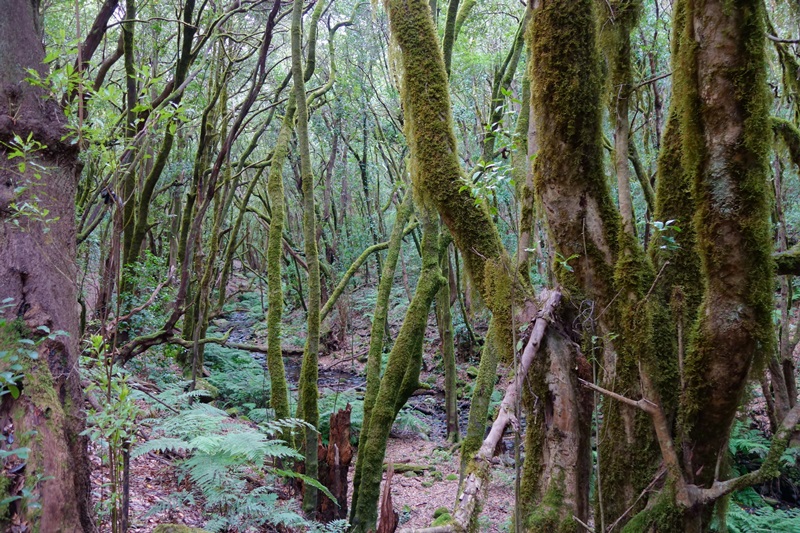 3 días en La Gomera (Canarias).  Una isla para enmarcar.  2ª parte. - De viaje por España (10)