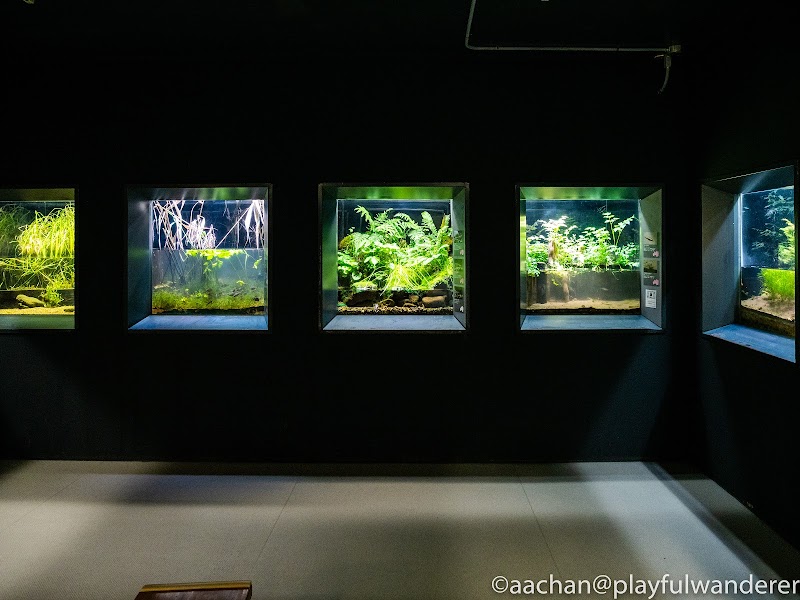 いなわしろカワセミ水族館 ogununuma (27 - 33).jpg