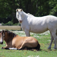 Heathcote Valley Riding School