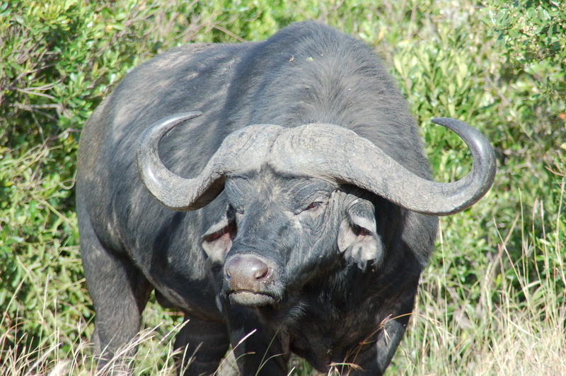 El zoo más grande del mundo - Kenya (2009) - Blogs de Kenia - Maasai Mara (27-29 de junio de 2009) (22)