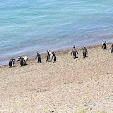 Pinguim - Península Valdez, Argentina