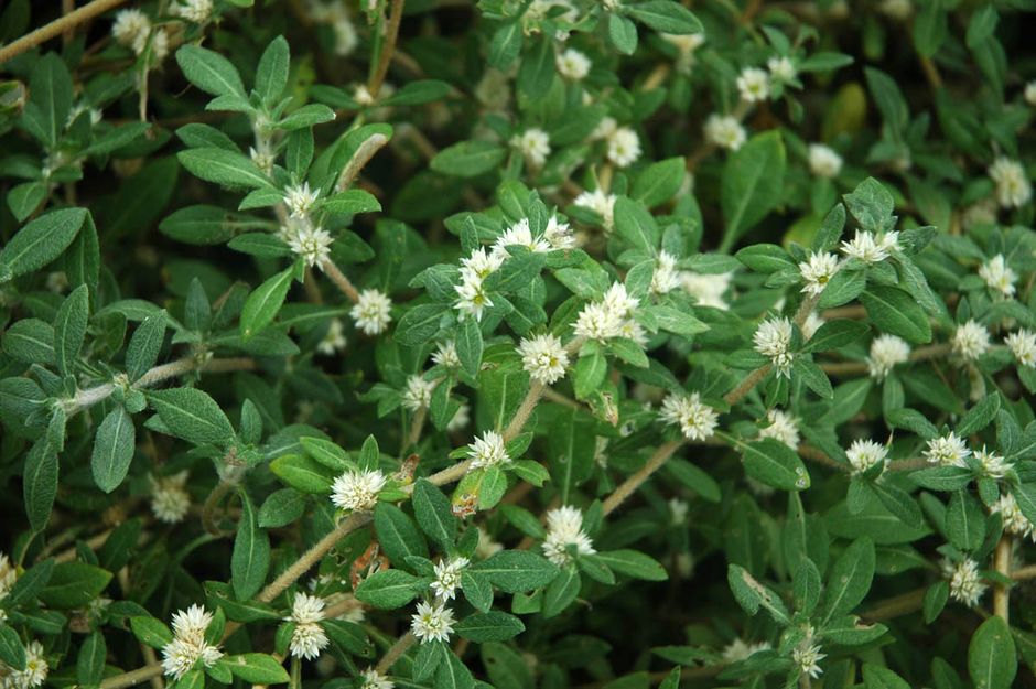 Альтернантера сидячая (Alternanthera sessilis)