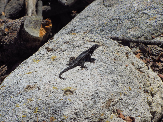 a very very dark lizard