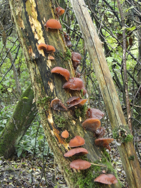 1010300015 Ear fungus