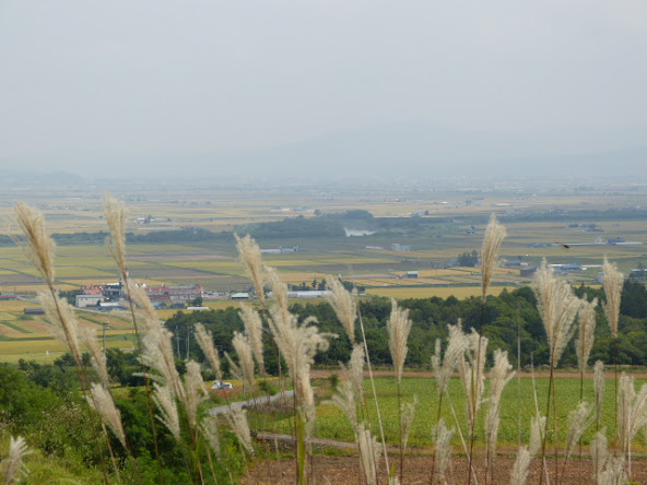 すすきの穂と色づく田んぼ