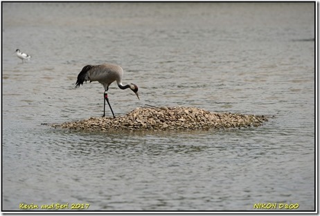 Slimbridge WWT - May