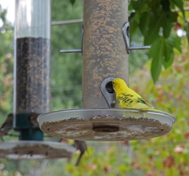 Yellow Bungie/Parakeet at feeder