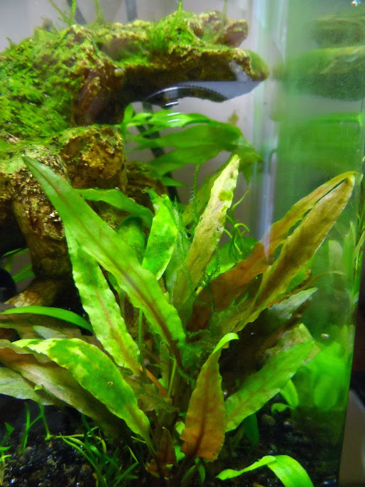 Ma petit histoire Aquariophile de 2009 à aujourd'hui  SAM_1762