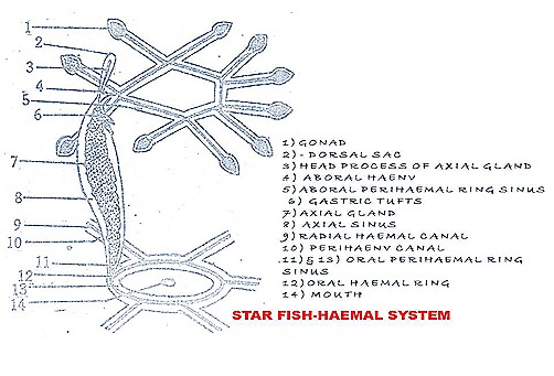 star fish-blood vascular system-haemal