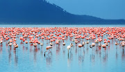 Eye candy: a flock of flamingos on Lake Nakuru in Kenya.