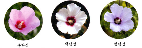 types of korean flowers