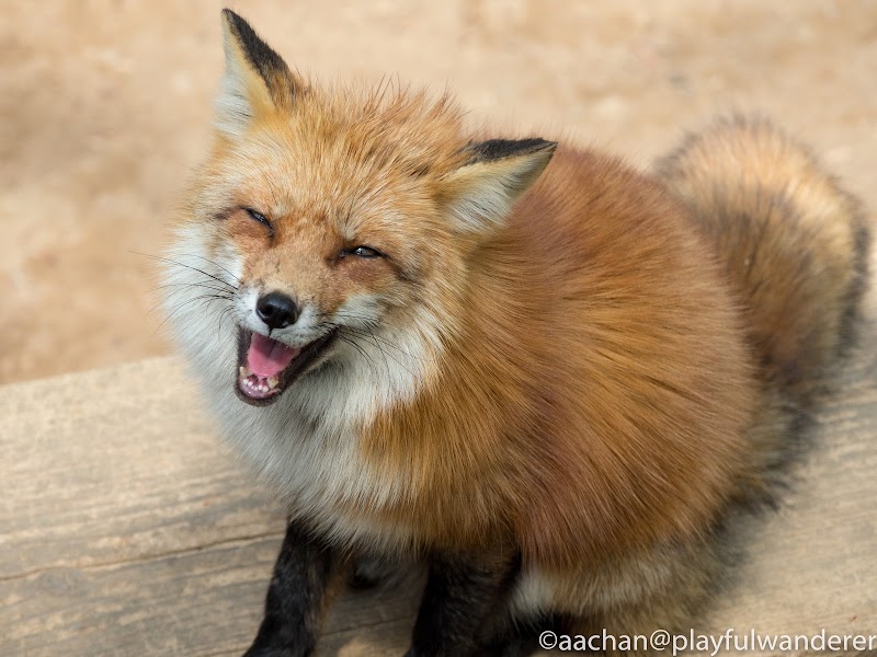宮城蔵王キツネ村 foxvil (41 - 70).jpg