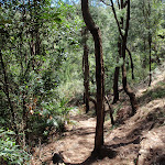 Walking along track east of Patonga (218873)