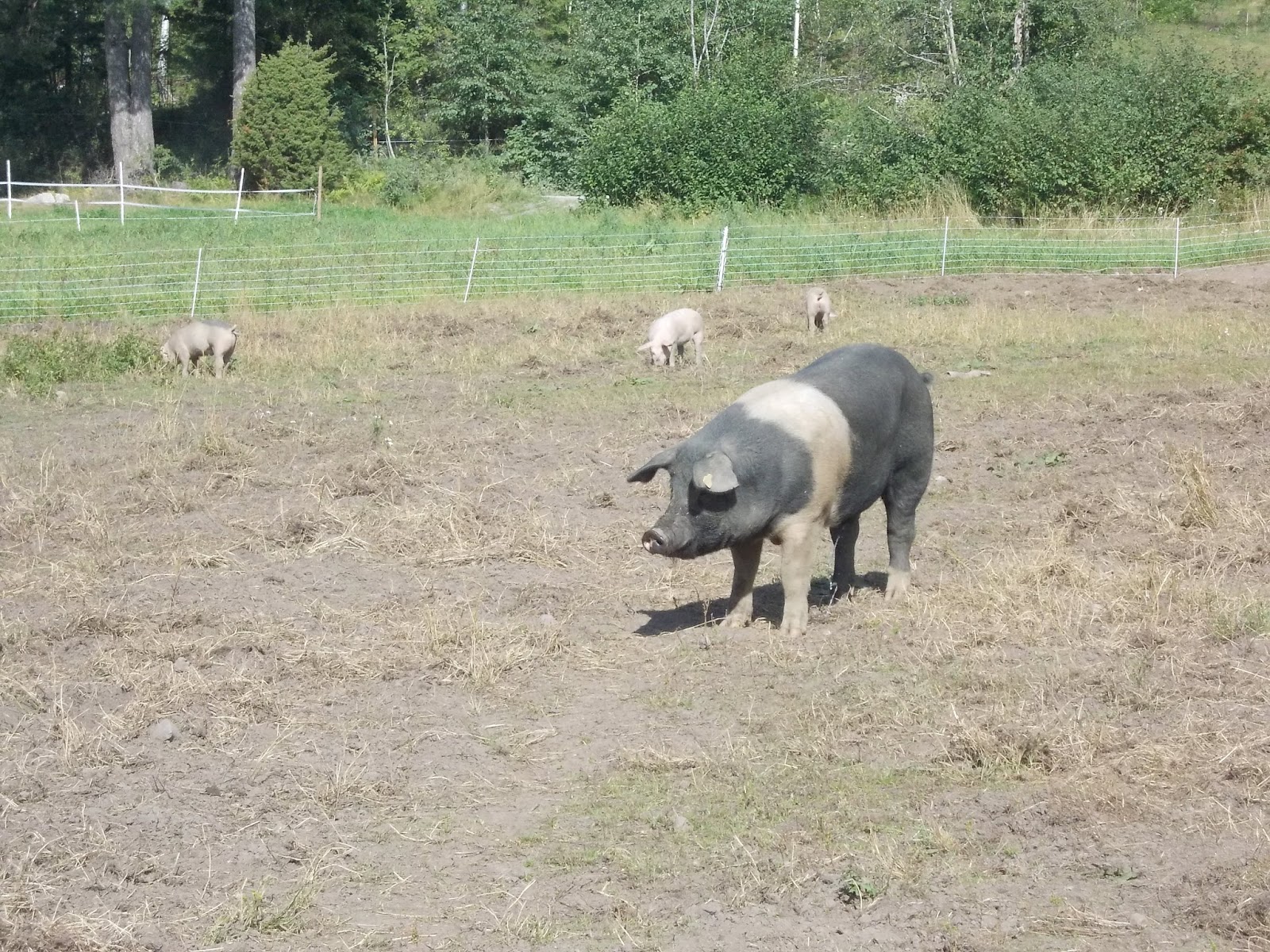 Jifunze Mbinu Za Kisasa Za Ufugaji Elimu Na Ushauri Wa Kitaalamu