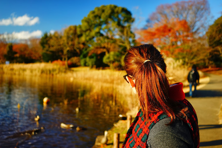 ducks in lake