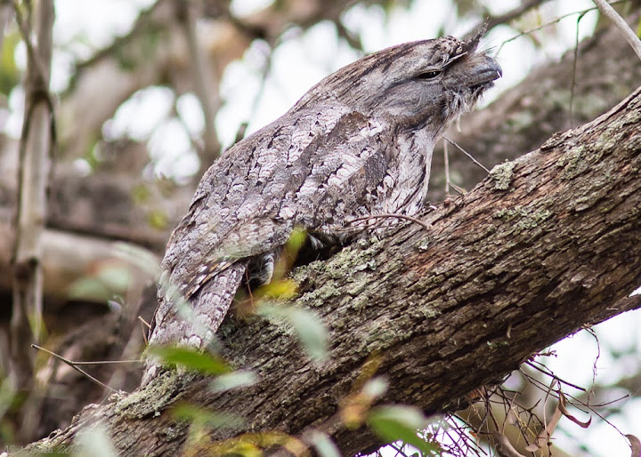 378A7752_Tawny_on_nest.jpg