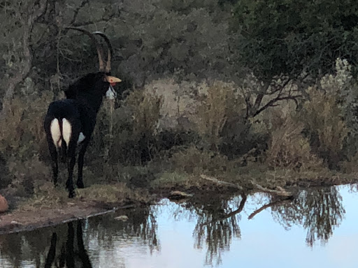 New & Improved Lions Park South Africa 2018