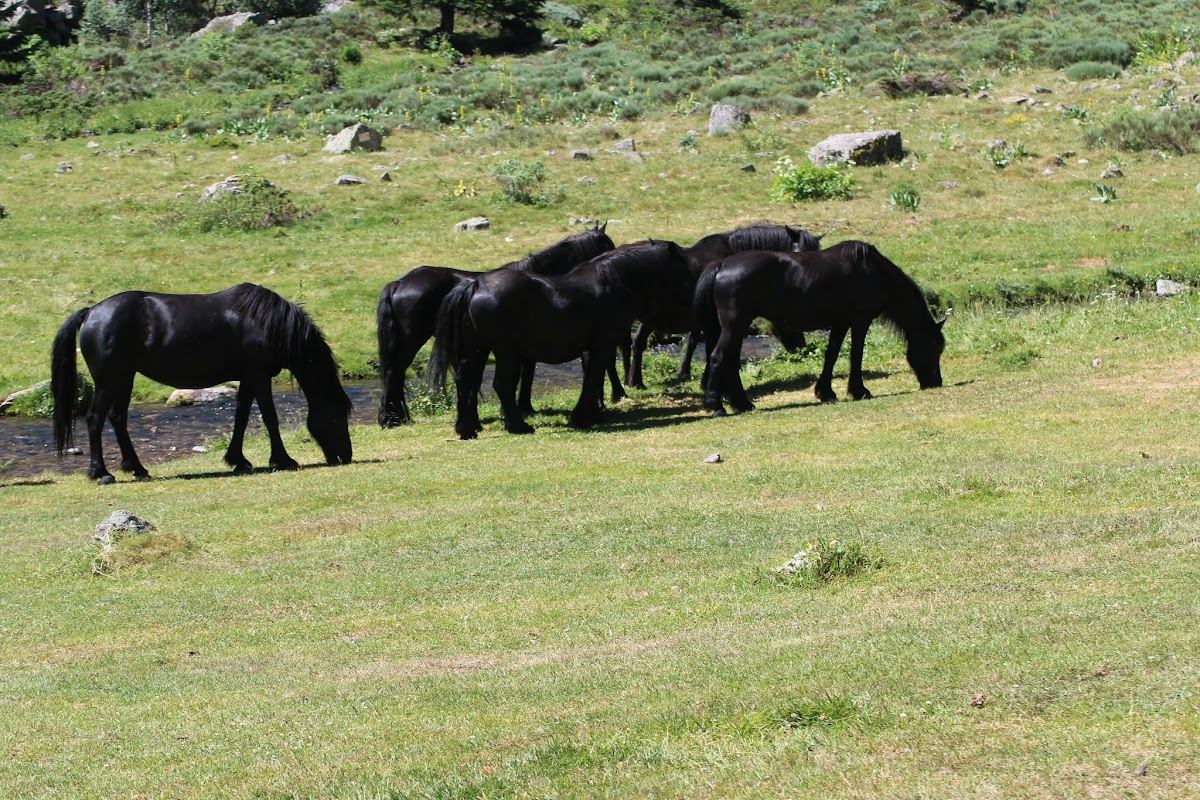 L'étang du Conte au dessus de Merens les vals IMG_3488