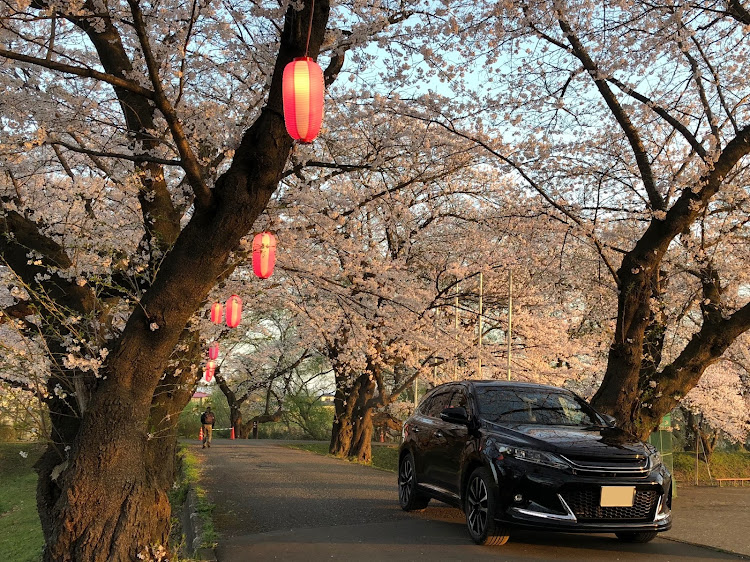 ハリアーのハリアー・ハリアーエレガンスg's・サクラと愛車・桜コラボ・写真が上手くなりたいに関するカスタム事例の投稿画像2枚目
