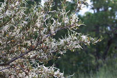 Great Basin Shrubs—each Showy