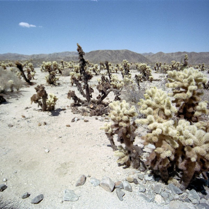 Chollas JoshTree_10.jpg