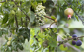 Fruits from the village Gulapur, Ghizer