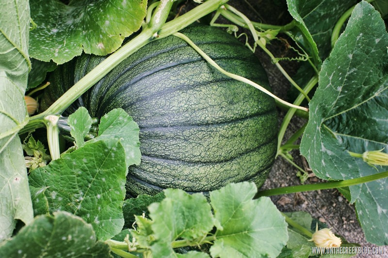 Pumpkin Patch | On The Creek Blog // www.onthecreekblog.com