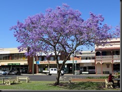 171101 021 Jacaranda Festival Grafton