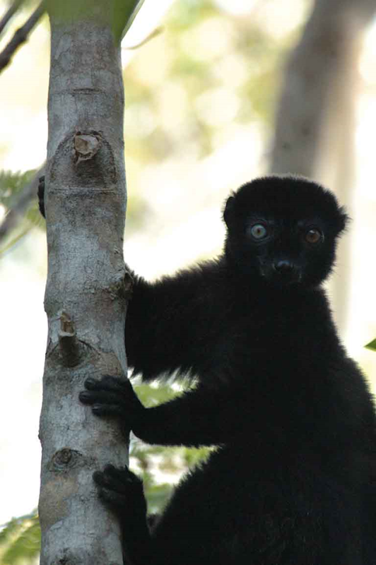 A male blue-eyed black lemur in Madagascar. The critically endangered blue-eyed black lemur is one of the few primate species other than humans that has blue eyes. Photo: Russ Mittermeier