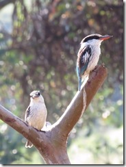 Striped Kingfisher