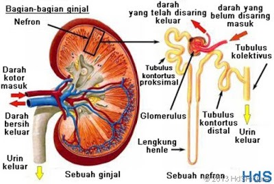 Fungsi tubulus kontortus distal