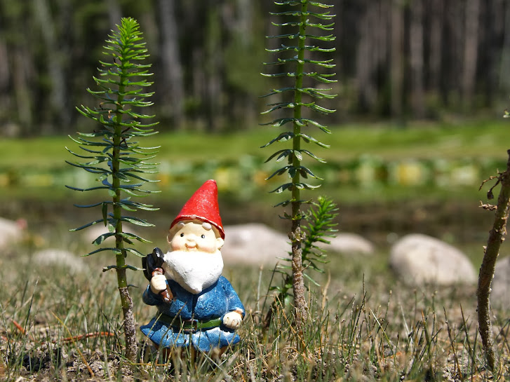 Hiking in the pine forest of the Grand Teton