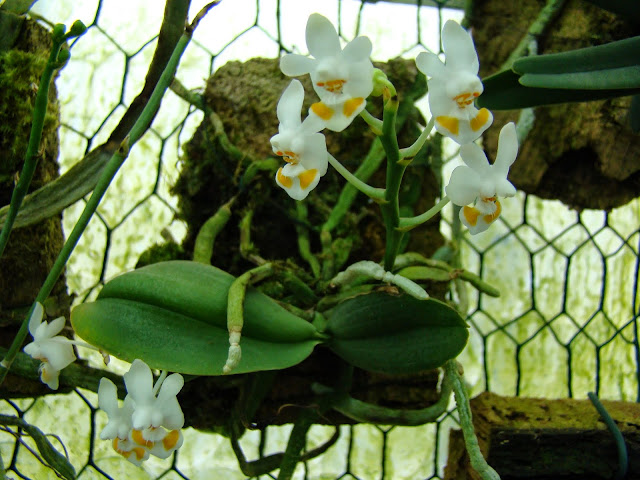 Phalaenopsis thailandica  - Page 2 DSC01235